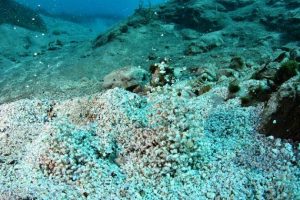 Su altı cenneti dalış turizmine a&ccedil;ılıyor