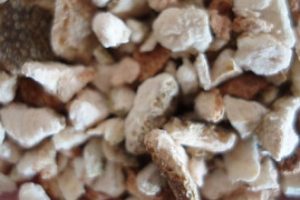 Kanserin &ccedil;aresi bu ağa&ccedil;tan yapılan ila&ccedil;ta