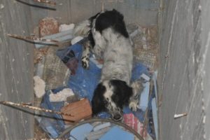 Havalandırma boşluğunda k&ouml;pek kurtarma operasyonu