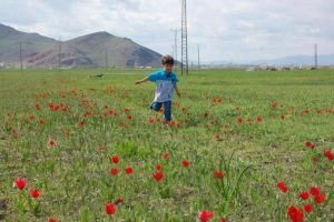 Muş ovasına kırmızı &ouml;rt&uuml;