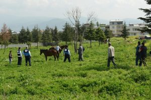 Zabıtadan at arabası ve '&ccedil;ek-&ccedil;ek' baskını