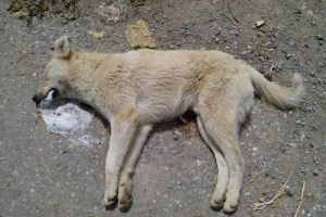 K&ouml;pek katliamına hayvanseverlerden tepki