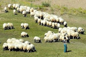 Aylık 2 bin 500 liraya iş&ccedil;i bulamadı!