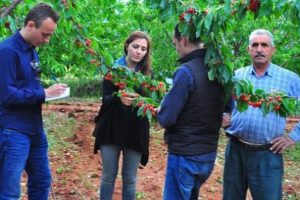 Dolu bitti hasar tespiti başladı