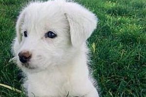 Komedi filmlerini artmayan hırsızlık!