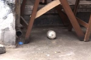 Beşiktaş'ta ses bombası paniği