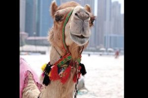 MERS vir&uuml;s&uuml;n&uuml;n kaynağı develer