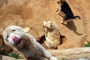 Kuveyt sokak k&ouml;peklerini sınır dışı edecek