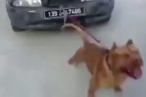 pitbull otomobili boyle cekti bursada