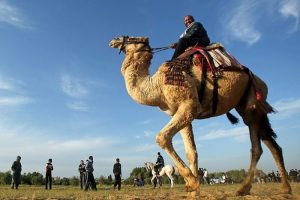 MERS'den korunmak i&ccedil;in "deve" uyarısı