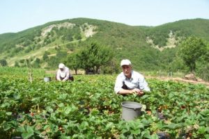 Organik tarım &uuml;retiminde T&uuml;rk-Alman işbirliği
