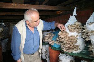 Evinin ardiyesinde istiridye mantarı yetiştiriyor