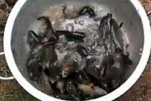 G&ouml;renler g&ouml;zlerine inanamadı! G&ouml;kten balık yağdı!