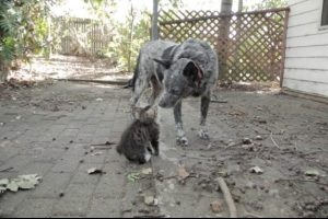 Engelli kedinin en iyi arkadaşı bir k&ouml;pek