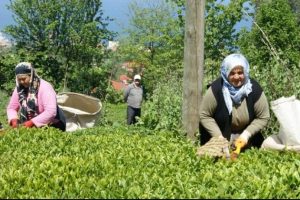 Yaş &ccedil;ay alım fiyatı a&ccedil;ıklandı