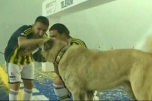 Mehmet Topuz k&ouml;peğini stada getirdi