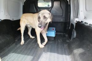 Yaralı &ccedil;oban k&ouml;peğini polis kurtardı