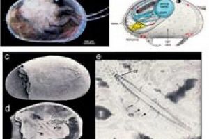 17 milyon yıllık sperm bulundu