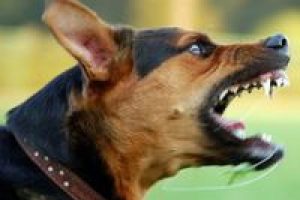 Bir yılda 4.5 milyon Amerikalıyı k&ouml;pek ısırdı