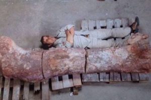 D&uuml;nyanın en b&uuml;y&uuml;k dinozoru bulundu