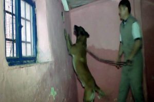 Narkotik k&ouml;peği Alfa gizlenen uyuşturucuyu bakın nasıl buldu?