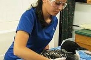 Yaban hayvanlarının rehabilite edildiği tek merkez