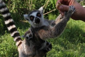 Bursa Zoopark'ın yeni misafirleri