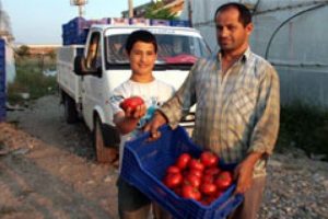 Domatesin fiyatı 10 kuruşa d&uuml;şt&uuml;
