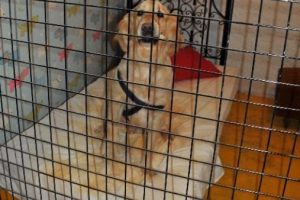 Bu otel kedi ve k&ouml;pekler i&ccedil;in !