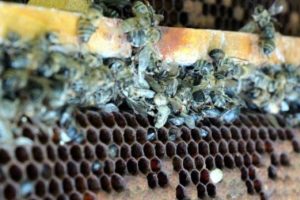13 kovandaki arıların t&uuml;m&uuml; telef oldu