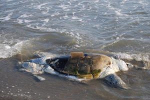 &Ouml;l&uuml; 12 carette caretta sahile vurdu