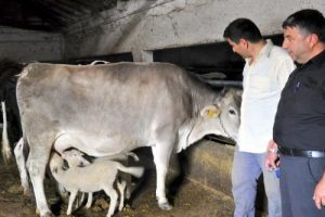 Bursa'da bu manzara g&ouml;renleri şaşırtıyor!