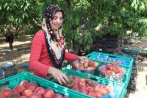 Bursa'da şeftali hasadı başladı, &uuml;reticinin y&uuml;z&uuml; şimdilik g&uuml;l&uuml;yor