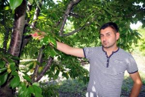 Kiraz &uuml;retimine soğuk hava darbesi