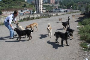 K&ouml;peği ezilince hayatı değişti