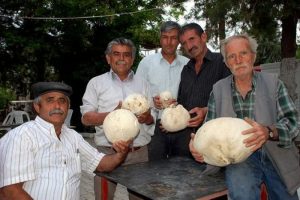 5 kiloluk dev mantar g&ouml;renleri şaşırtıyor