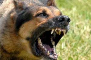 K&ouml;pek havladı diye...