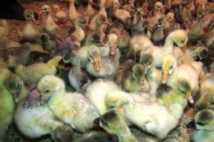 Kulu&ccedil;kadan 2 bin 400 kaz &ccedil;ıktı