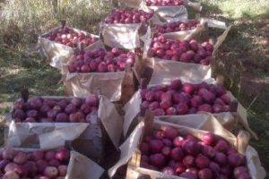 Niğde'de organik elma yetiştirilecek