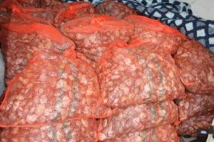 1 ton ka&ccedil;ak midye ele ge&ccedil;irildi