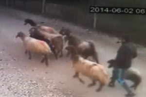 Polis bu sefer onların izini s&uuml;rd&uuml;