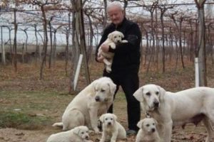 T&uuml;rk &ccedil;oban k&ouml;pekleri i&ccedil;in b&uuml;y&uuml;k adım