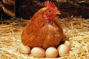 'Tavuklar, g&uuml;nde 3 kez yumurtlatılıyor'a yanıt