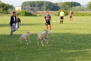 Futbol sahasına kuzu girdi