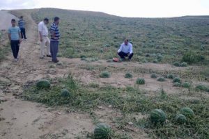 Karpuzu dolu vurdu