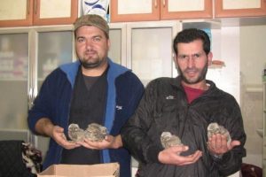 Yavru baykuşlara sahip &ccedil;ıktı