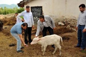 'Beyaz manda' şaşırttı