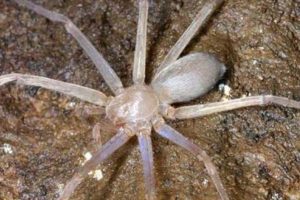 D&uuml;nyada başka &ouml;rneği olmayan &ouml;r&uuml;mcek