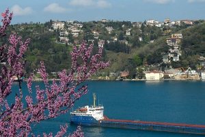 İstanbul'un y&uuml;zde 49'u orman