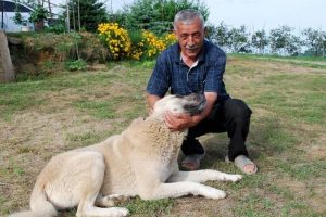 Sahibini 350 kilometre uzakta buldu